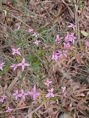 Boronia ledifolia