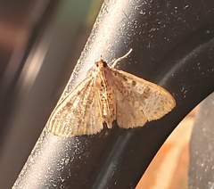 Palpita freemanalis