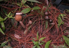 Psilocybe zapotecorum