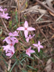 Boronia ledifolia