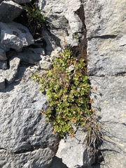 Penstemon davidsonii