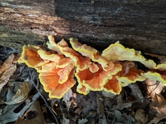 Laetiporus huroniensis