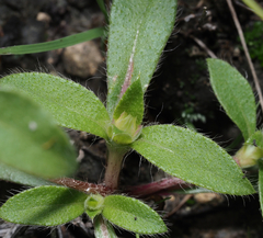 Gomphrena globosa