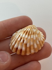 Cardites bicolor