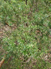 Styphelia setigera