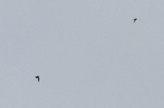 Streptoprocne zonaris