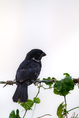 Sporophila corvina