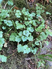 Boykinia occidentalis