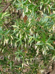Styphelia setigera