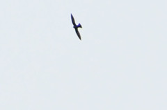 Streptoprocne zonaris