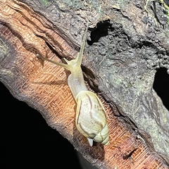 Plekocheilus glaber