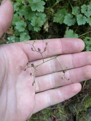 Boykinia occidentalis