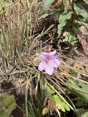 Geranium viscosissimum