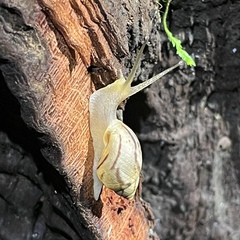 Plekocheilus glaber
