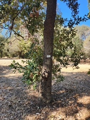 Quercus obtusata