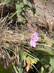 Geranium viscosissimum