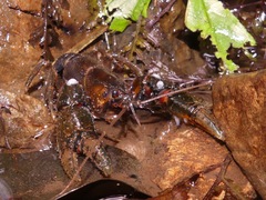 Euastacus setosus