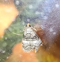 Pococera asperatella