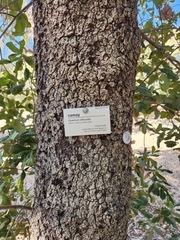 Quercus obtusata