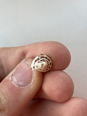 Caenogastropoda