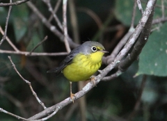 Cardellina canadensis