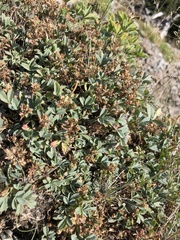 Sibbaldia procumbens