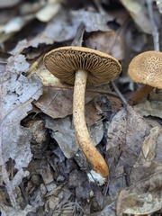 Flammulaster erinaceellus