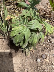 Geranium viscosissimum