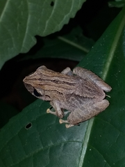 Pristimantis