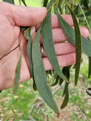 Acacia