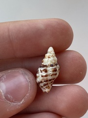 Caenogastropoda
