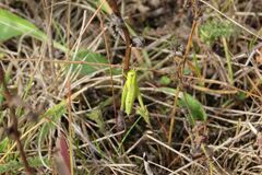 Euthystira brachyptera