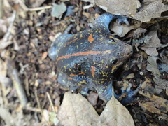 Rhinophrynus dorsalis