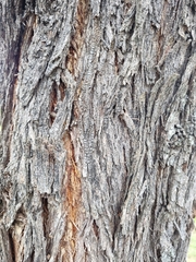 Acacia