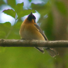Symposiachrus trivirgatus