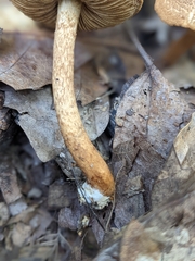 Flammulaster erinaceellus