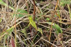 Euthystira brachyptera