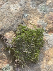 Brachythecium rivulare