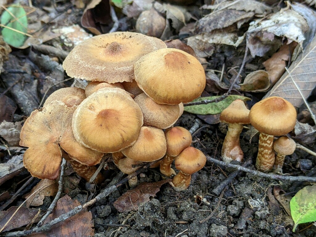 Cortinarius distans