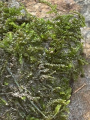 Brachythecium rivulare