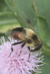 Eristalis anthophorina