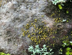 Candelariaceae