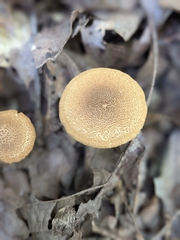 Flammulaster erinaceellus