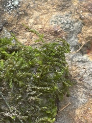 Brachythecium rivulare