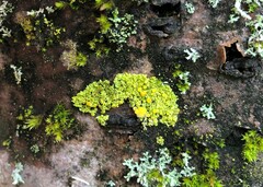 Xanthomendoza hasseana