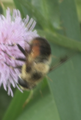 Eristalis anthophorina