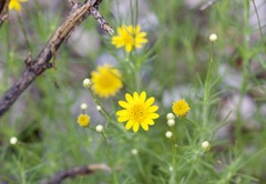 Thymophylla pentachaeta