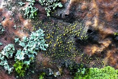 Candelariaceae
