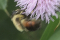 Eristalis anthophorina