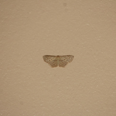 Scopula apparitaria